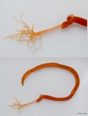 Nemertea sp. "24"