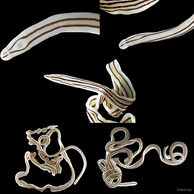 Nemertea sp. "42"•&copy; Rene Ong•All Rights Reserved