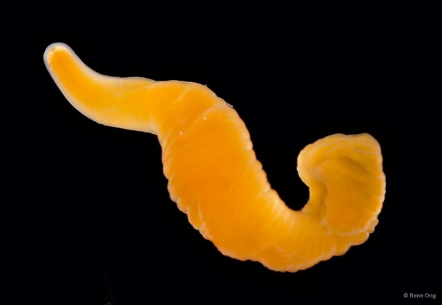 Nemertea sp. "SUB-0383"•&copy; Rene Ong•All Rights Reserved