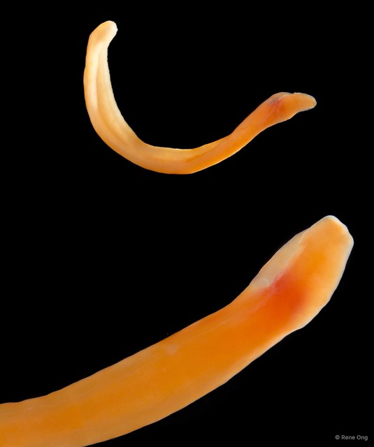 Nemertea sp. "SUB-0728"•&copy; Rene Ong•All Rights Reserved