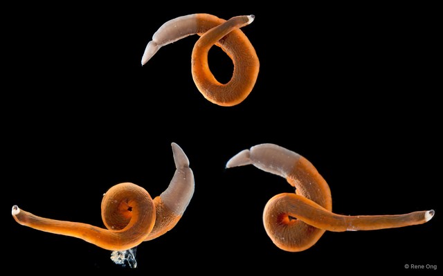 Gorgonorhynchus albocinctus•&copy; Rene Ong•All Rights Reserved