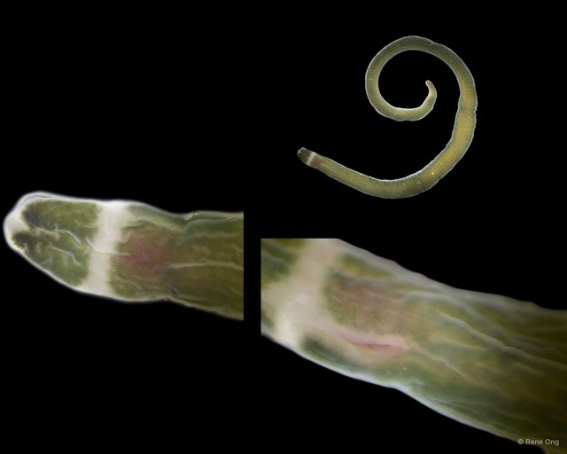 Notospermus sp. "6307bd75"•&copy; Rene Ong•All Rights Reserved