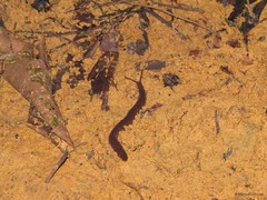 Eoperipatus sp. "47e339e8"