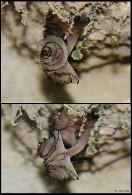 Phoronida sp. "52cec070"•&copy; Rene Ong•All Rights Reserved