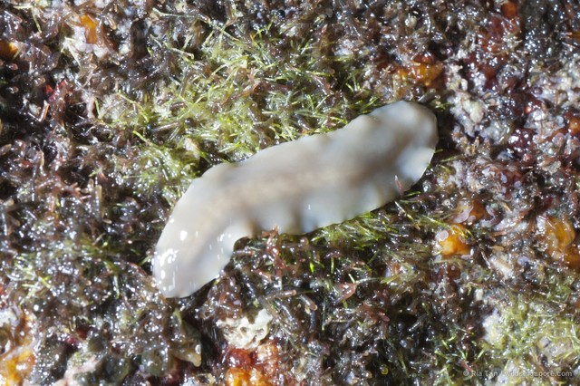 Acotylea sp. "c7563c0e"•&copy; Ria Tan•All Rights Reserved