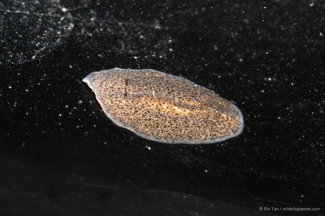 Acotylea sp. "c7563c14"•&copy; Ria Tan•All Rights Reserved