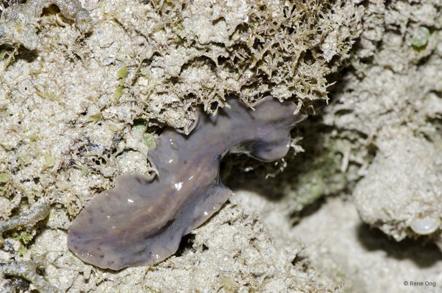 Acotylea sp. "c7563c53"•&copy; Rene Ong•All Rights Reserved