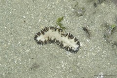 Maritigrella fuscopunctata•&copy; Ria Tan•All Rights Reserved