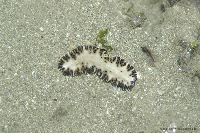 Maritigrella fuscopunctata•&copy; Ria Tan•All Rights Reserved