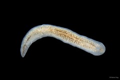 Prosthiostomidae sp. "3"