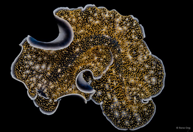 Acanthozoon sp. "1"•&copy; Rene Ong•All Rights Reserved