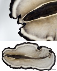 Nymphozoon bayeri•&copy; Rene Ong•All Rights Reserved