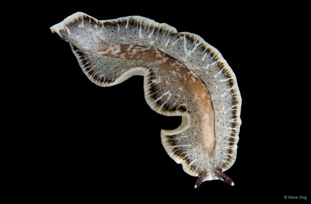 Pseudobiceros sp. "3"•&copy; Rene Ong•All Rights Reserved