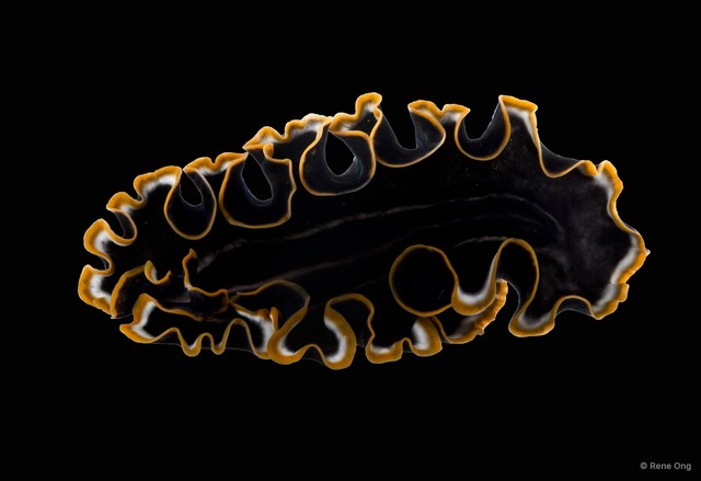 Pseudobiceros sp. "5"•&copy; Rene Ong•All Rights Reserved