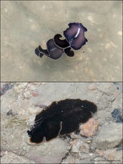 Pseudobiceros hancockanus•&copy; Ria Tan•All Rights Reserved