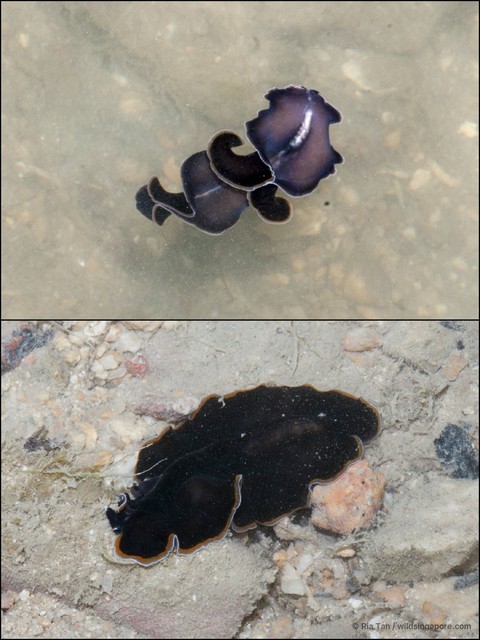 Pseudobiceros hancockanus•&copy; Ria Tan•All Rights Reserved