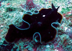 Pseudobiceros hancockanus•&copy; REL•All Rights Reserved