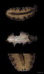Pseudobiceros stellae•&copy; Rene Ong•All Rights Reserved