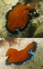 Pseudoceros sp. "12"
