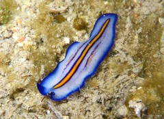 Pseudoceros sp. "5"•&copy; Loh Kok Sheng•All Rights Reserved