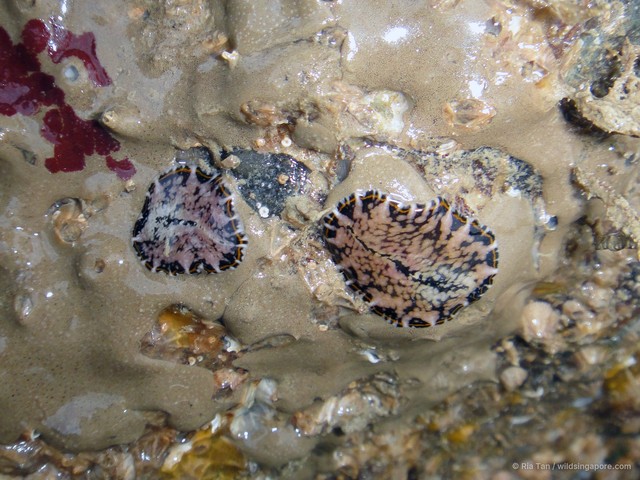 Pseudoceros sp. "c7563c11"•&copy; Ria Tan•All Rights Reserved
