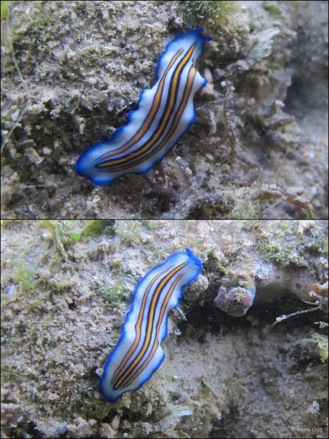 Pseudoceros sp. "c7563c74"•&copy; Rene Ong•All Rights Reserved