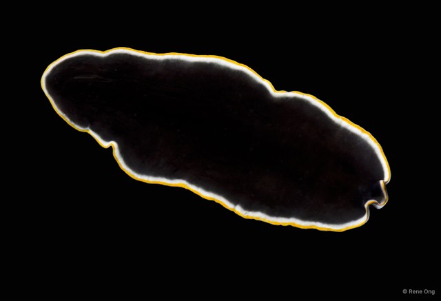 Pseudoceros sp. "cf. prudhoei"•&copy; Rene Ong•All Rights Reserved