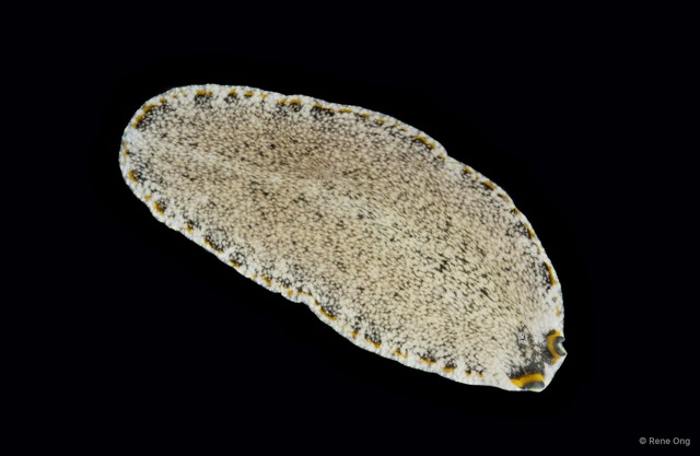 Pseudoceros sp. "cf. stimpsoni"•&copy; Rene Ong•All Rights Reserved
