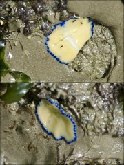 Pseudoceros indicus•&copy; Rene Ong•All Rights Reserved