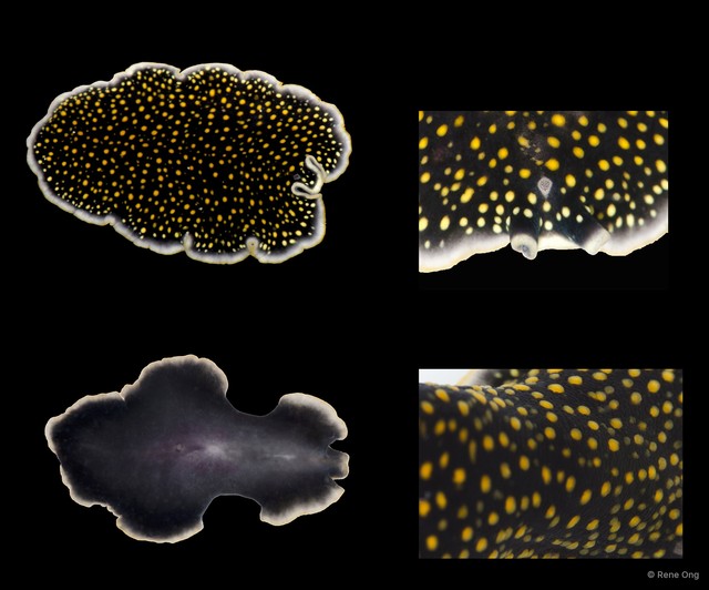 Pseudoceros microcelis•&copy; Rene Ong•All Rights Reserved