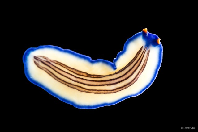 Pseudoceros rubrotentaculatus•&copy; Rene Ong•All Rights Reserved
