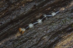 Diversibipalium engeli Hartog, 1968