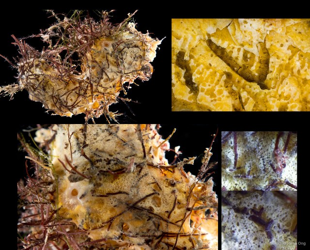 Porifera sp. "Algae sponge"•&copy; Rene Ong•All Rights Reserved