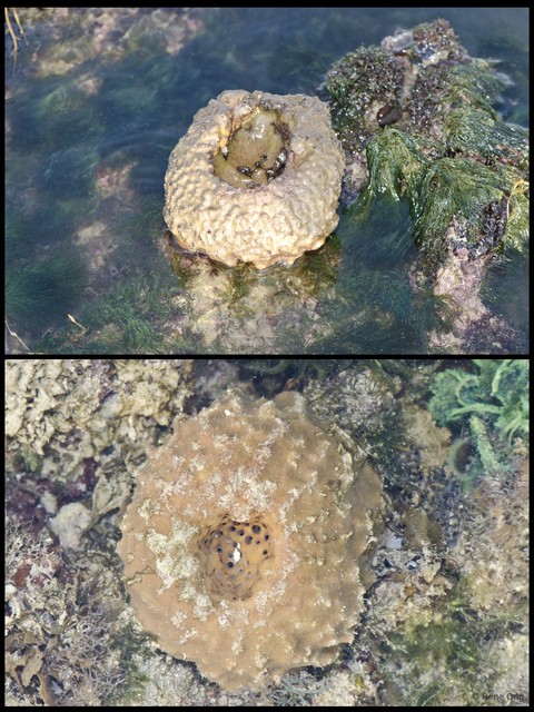 Porifera sp. "Barrel sponge"•&copy; Rene Ong•All Rights Reserved