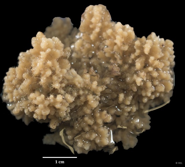 Porifera sp. "IP0396"•&copy; REL•All Rights Reserved