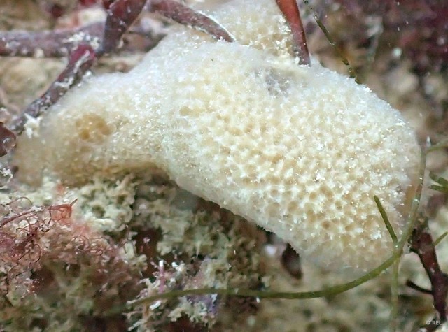 Porifera sp. "IP0501"•&copy; REL•All Rights Reserved