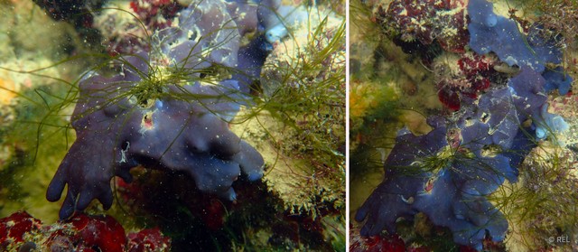 Porifera sp. "IP0503"•&copy; REL•All Rights Reserved