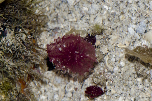 Porifera sp. "Pink sponge 1"•&copy; Rene Ong•All Rights Reserved
