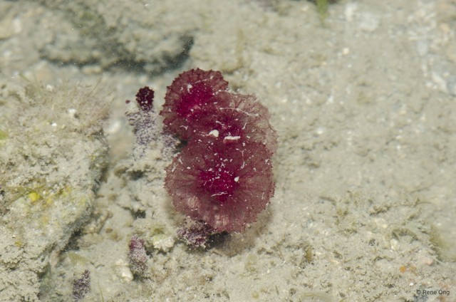 Porifera sp. "Pink sponge 2"•&copy; Rene Ong•All Rights Reserved