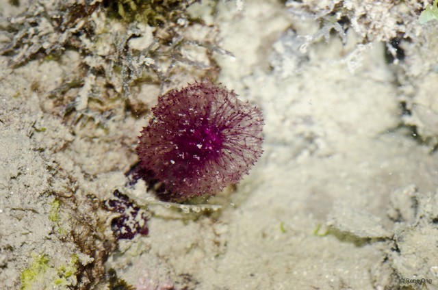 Porifera sp. "Pink sponge 3"•&copy; Rene Ong•All Rights Reserved