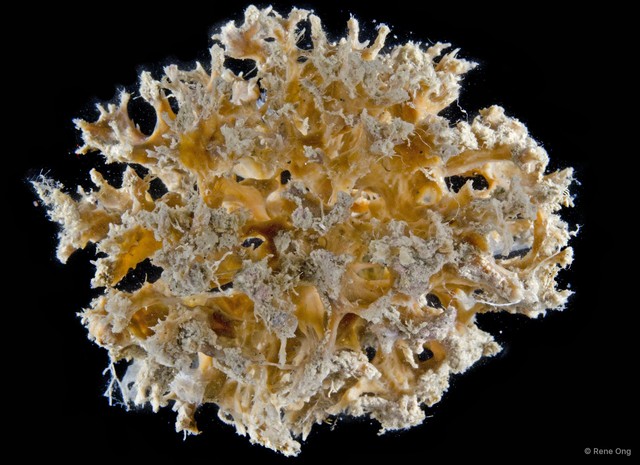 Porifera sp. "Sponge 10"•&copy; Rene Ong•All Rights Reserved