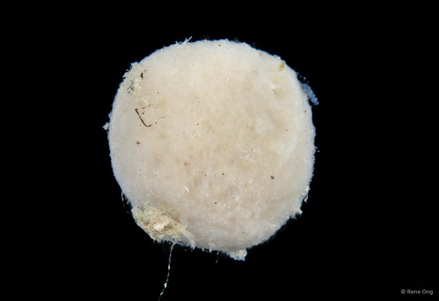 Porifera sp. "Sponge 13"•&copy; Rene Ong•All Rights Reserved