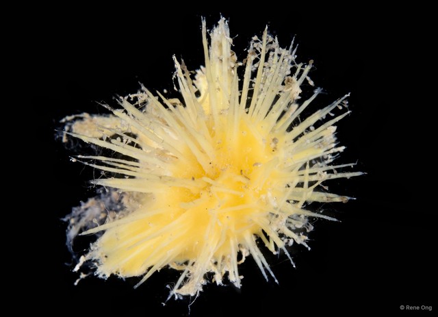 Porifera sp. "Sponge 14"•&copy; Rene Ong•All Rights Reserved