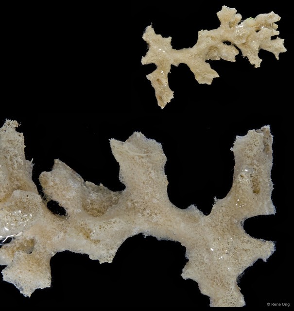Porifera sp. "Sponge 16"•&copy; Rene Ong•All Rights Reserved