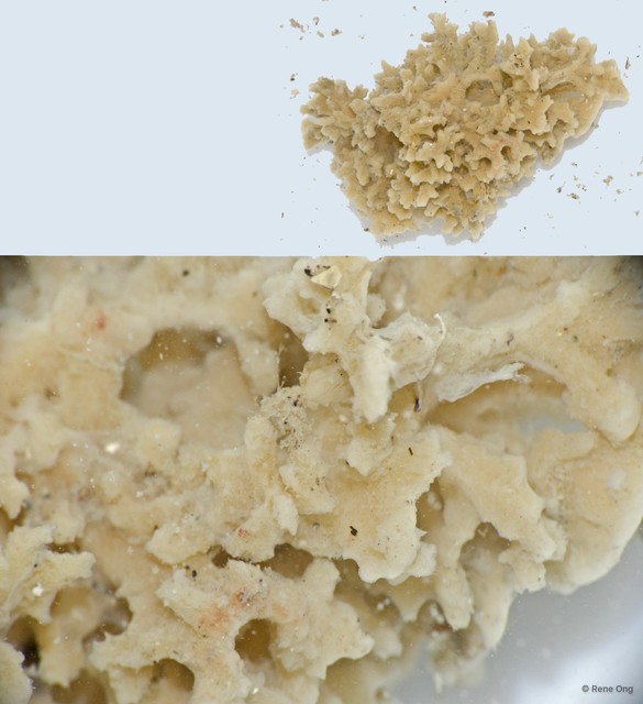 Porifera sp. "Sponge 19"•&copy; Rene Ong•All Rights Reserved