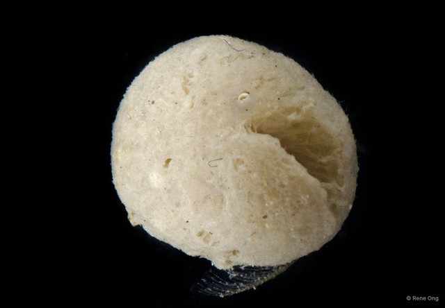 Porifera sp. "Sponge 20"•&copy; Rene Ong•All Rights Reserved