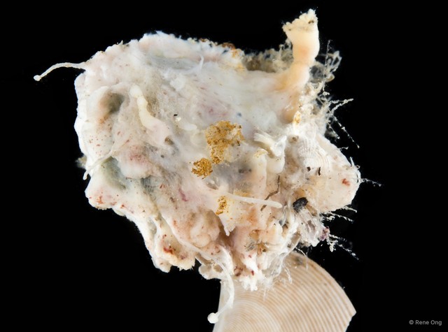 Porifera sp. "Sponge 22"•&copy; Rene Ong•All Rights Reserved