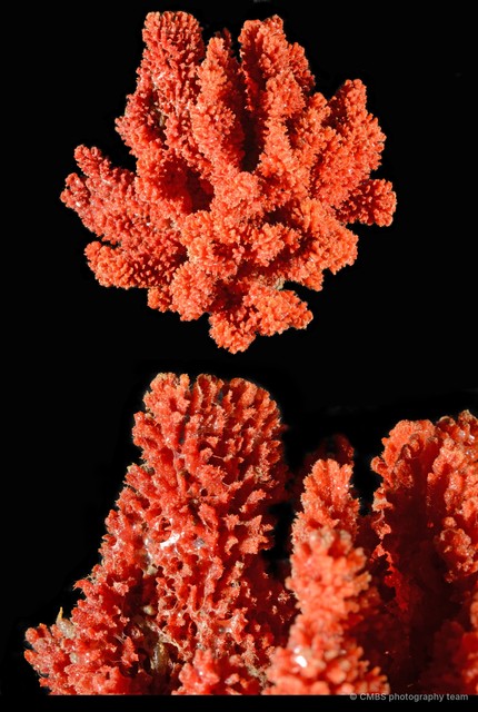 Porifera sp. "Sponge 23"•&copy; CMBS photography team•All Rights Reserved