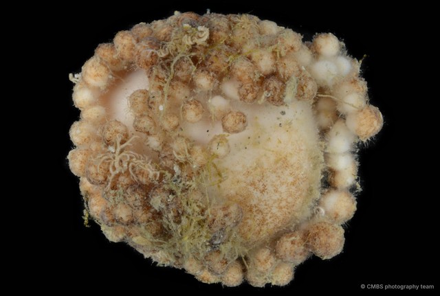 Porifera sp. "Sponge 24"•&copy; CMBS photography team•All Rights Reserved