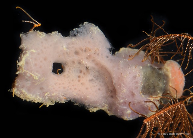 Porifera sp. "Sponge 25"•&copy; CMBS photography team•All Rights Reserved